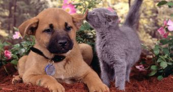 San Diego outlaws the practice of selling cats, dogs and rabbits