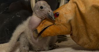 Newly hatched condor chick eats up to 15 mice per day