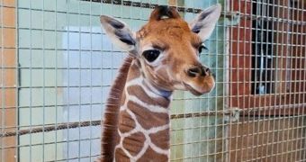 Staff at the San Francisco Zoo excited about the birth of a baby giraffe (click to see full image)