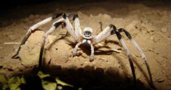 Sand Dunes Reveal New Spider Species