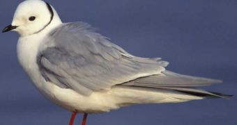 Hurricane Sandy brings birds from the Caribbean and the Arctic to New York