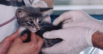 Animal tests now banned in Sao Paulo, Brazil