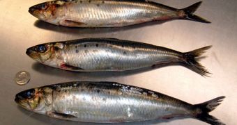 Potential sardine collapse leads to lower catch levels for 2013