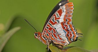 Conservation programs aimed at butterflies could benefit from satellite data