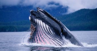 Researchers say it is possible to use satellites to monitor whales