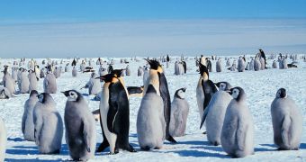 An emperor penguin colony