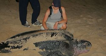 The size of a leatherback turtle is really impressive.