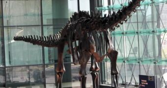 A new study shows that sauropods preferred keeping their heads up high, rather than stretched parallel to the ground