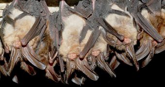 A photo showing healthy Virginia big-eared bats