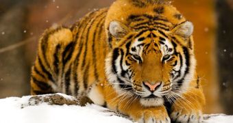 Environmentalists are making efforts to keep the Siberian tigers safe