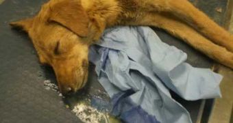 Photo of poisoned dog taken two years ago used in Facebook hoax
