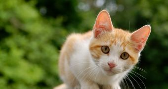 Beware of kitten giveaway scams