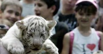 White tiger cub not belonging there