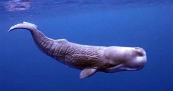 Science Explains How Sperm Whales Can Hold Their Breath for Up to 90 Minutes