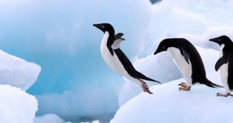 Researchers say penguins became flightless birds because of an evolutionary trade-off