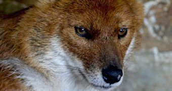 The most endangered Asiatic top predator, the dhole is on the edge of extinction.