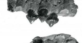 A photo of the upper-right jawbone fragment found in Argentina, belonging to Megapiranha paranensis, the ancestor of moren piranhas and pacus fish