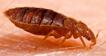 Scientist Lets over 1,000 Bedbugs Feast on Her Blood for 5 Years Straight