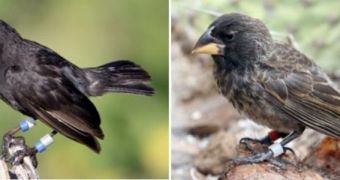 An example of Daphne Major’s native medium ground finches (left), differs from the new species’ original newcomer (right)