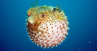 Researcher suspects humans will one day grown beaks similar to those of pufferfish