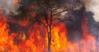 Wildfires now linked to climate change and vice versa