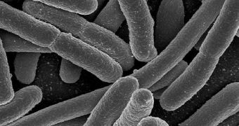 E. coli does not normally kill its hosts, but the 2011 strain was a major exception