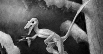 An artist's impression of the small, chicken-sized velociraptor