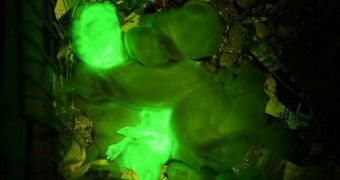 Scientists create glow-in-the-dark rabbits