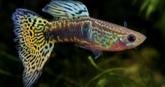 Researchers shed new light on why guppies jump