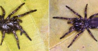 Three new species of Fufius trapdoor spiders found in South America