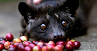 Scientists find a way to authenticate Kopi Luwak, the world's most expensive coffee