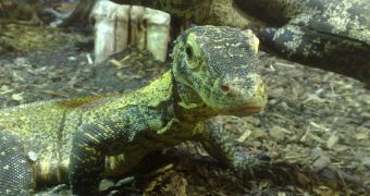 Baby Komodo Dragon in a zoo