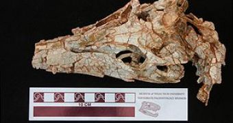 This newly discovered crocodile ancestor came on the scene about the same time as dinosaurs began evolving.