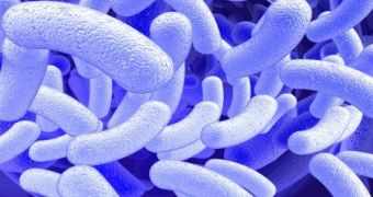Scientists Get Microbe to Produce Transportation Fuel