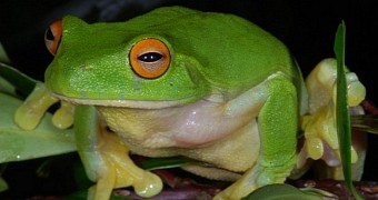 Frogs with oddly big brains grown in the lab using bioelectricity