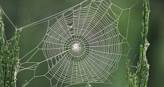 Spiders use a protein dubbed spidroin to create their webs