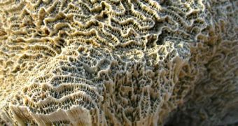 Scientists Invent Green Coral-Inspired Cement