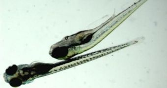 Researchers examine the thought process of a zebrafish larva