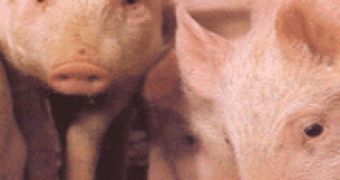 Scientists Produce Healthy Pigs