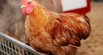 Researchers ready to investigate the interactions between humans and chickens