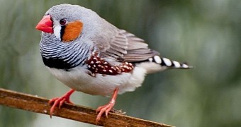 Drunk zebra finches have trouble singing, study finds
