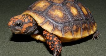 Smart tortoises learn how to use touchscreens