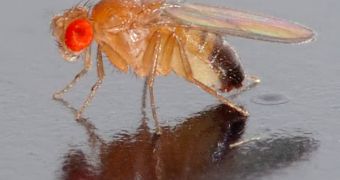 The fruit fly is one of the most commonly used animal models for scientific research