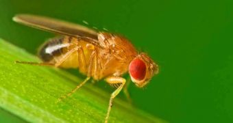 Researchers claim to have figured out a way to control the behavior of fruit flies