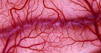 Researchers say stem cells and endothelial ones can be used to grow blood vessels