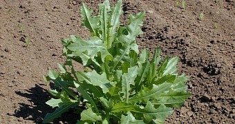 Prickly lettuce could one day be a cash crop