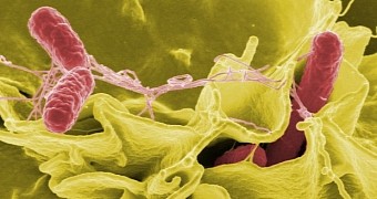 Researchers believe Salmonella could help treat cancer