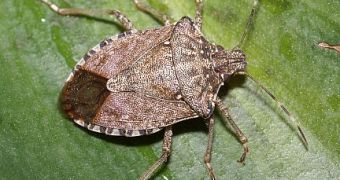 Researchers warn about stink bugs starting to look for shelter in American homes