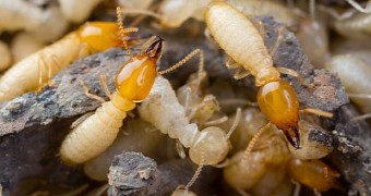 Hybrid termites are becoming a common sight in Florida, US
