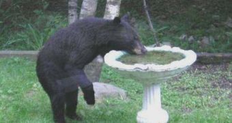 Florida's black bear might be taken off the endangered species list